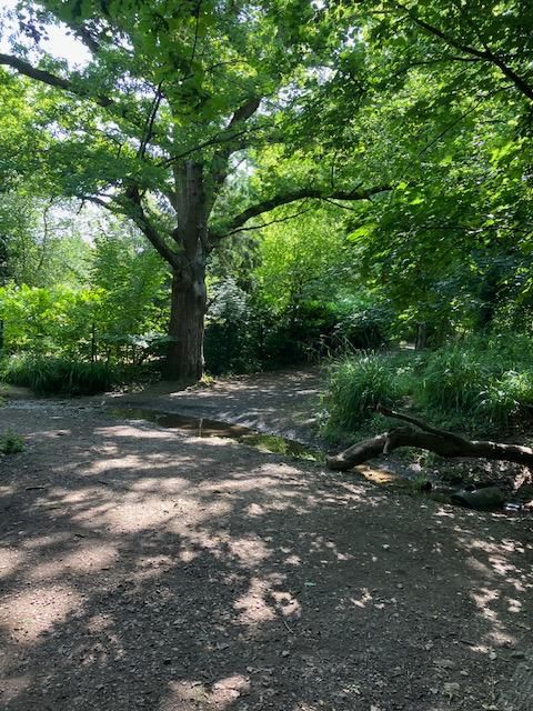 Woods near Dormansland